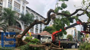 Cây cổ thụ bật gốc, đè vào 1 phụ huynh tại Quận 1 Tp.HCM